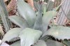 3202?width=100&height=80&name=agave-fero