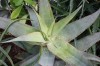 3214?width=100&height=80&name=aloe-sapon