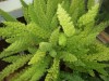 3227?width=100&height=80&name=asparagus-