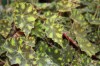 3235?width=100&height=80&name=begonia-bo