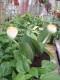 3291?width=100&height=80&name=haemanthus