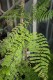 3302?width=100&height=80&name=jacaranda-