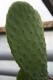 3321?width=100&height=80&name=opuntia-fi