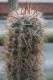 3322?width=100&height=80&name=oreocereus