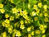 334?width=100&height=80&name=waldsteinia