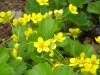 335?width=100&height=80&name=waldsteinia