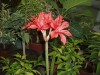 3366?width=100&height=80&name=vallota-sp