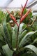 3367?width=100&height=80&name=vriesea-sp