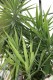 3374?width=100&height=80&name=yucca-elep