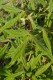 3401?width=100&height=80&name=acer-trifl