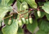 3403?width=100&height=80&name=actinidia-
