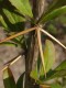 3433?width=100&height=80&name=berberis-d