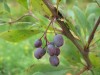 3434?width=100&height=80&name=berberis-h