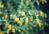 3435?width=100&height=80&name=berberis-i