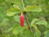 3436?width=100&height=80&name=berberis-j