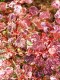 3442?width=100&height=80&name=berberis-t