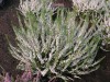 3484?width=100&height=80&name=calluna-vu