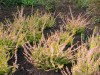 3494?width=100&height=80&name=calluna-vu