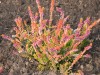 3500?width=100&height=80&name=calluna-vu