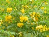 3526?width=100&height=80&name=colutea-ar