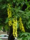 3572?width=100&height=80&name=laburnum-a