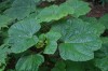 3588?width=100&height=80&name=oplopanax-