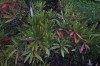 3628?width=100&height=80&name=rhododendr