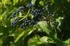 3669?width=100&height=80&name=viburnum-d