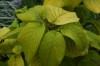 3670?width=100&height=80&name=viburnum-l