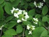 3671?width=100&height=80&name=viburnum-p