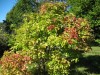 3672?width=100&height=80&name=viburnum-s
