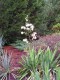 3674?width=100&height=80&name=yucca-fila