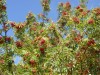 3677?width=100&height=80&name=sorbus-amu