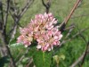3679?width=100&height=80&name=sorbus-cha