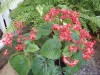 3719?width=100&height=80&name=clerodendr