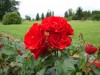 371?width=100&height=80&name=rosa-nina-w