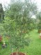 3796?width=100&height=80&name=olea-europ