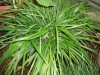 3797?width=100&height=80&name=ophiopogon