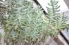 3827?width=100&height=80&name=sedum-pach