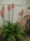3842?width=100&height=80&name=veltheimia