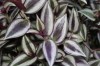 3844?width=100&height=80&name=zebrina-pe