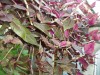 3845?width=100&height=80&name=zebrina-pu