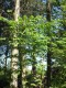 3855?width=100&height=80&name=aralia-ela