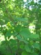 3857?width=100&height=80&name=berberis-d