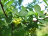 3858?width=100&height=80&name=berberis-f