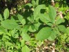 3859?width=100&height=80&name=berberis-h