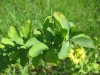 3860?width=100&height=80&name=berberis-o