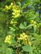 3861?width=100&height=80&name=berberis-p