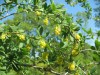 3868?width=100&height=80&name=berberis-v