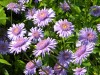 386?width=100&height=80&name=aster-alpin
